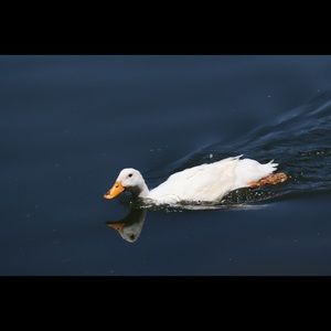 Meet your Posher, Mandi